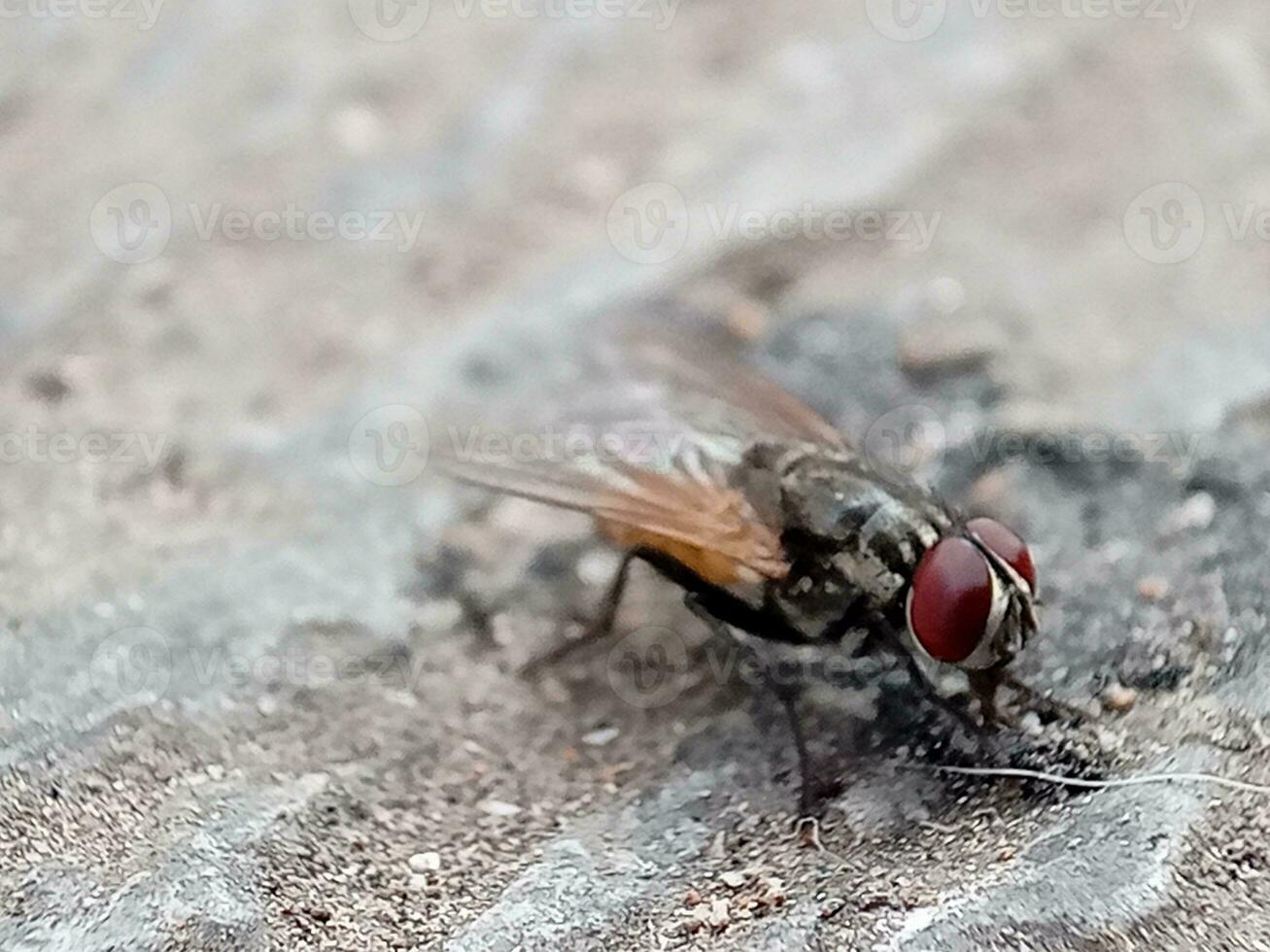 adulto casa mosca de el especies musca domestica foto