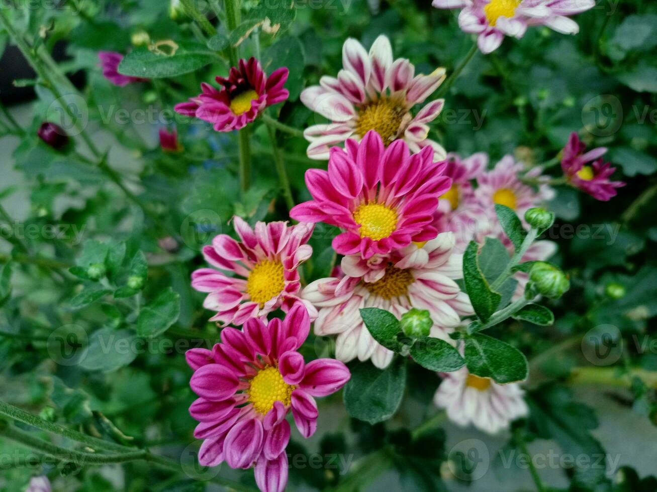 otoño aster flores de aster cordifolius pequeño carlow.autumnal ásteres floreciente y decorando foto