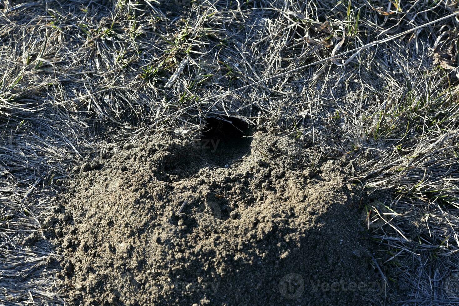A hole in the ground. Groundhog burrow in the field. photo