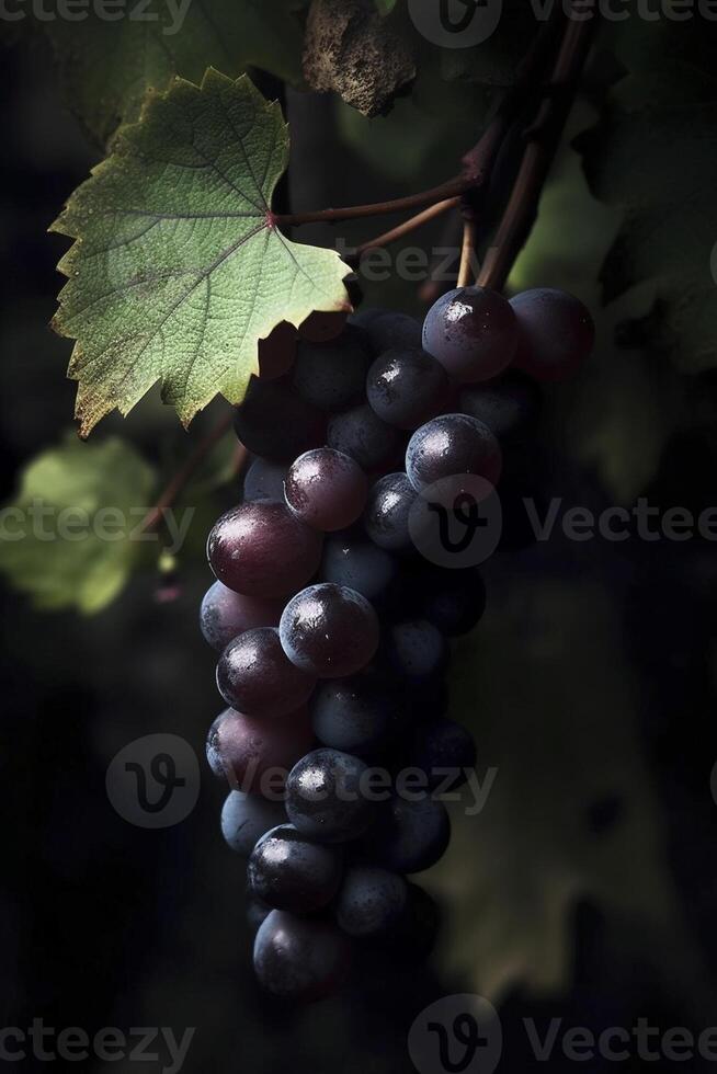 Grapes hanging from a vine on a sunny day, created with photo