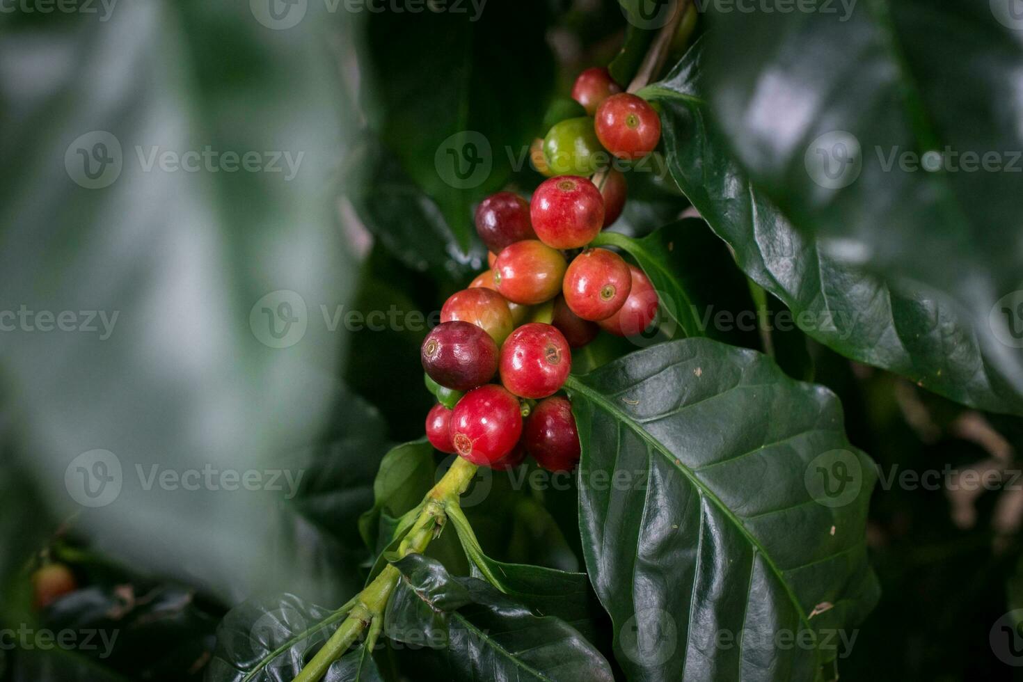 Coffea tree is a genus of flowering plants whose seeds, called coffee beans, are used to make various coffee beverages and products. photo