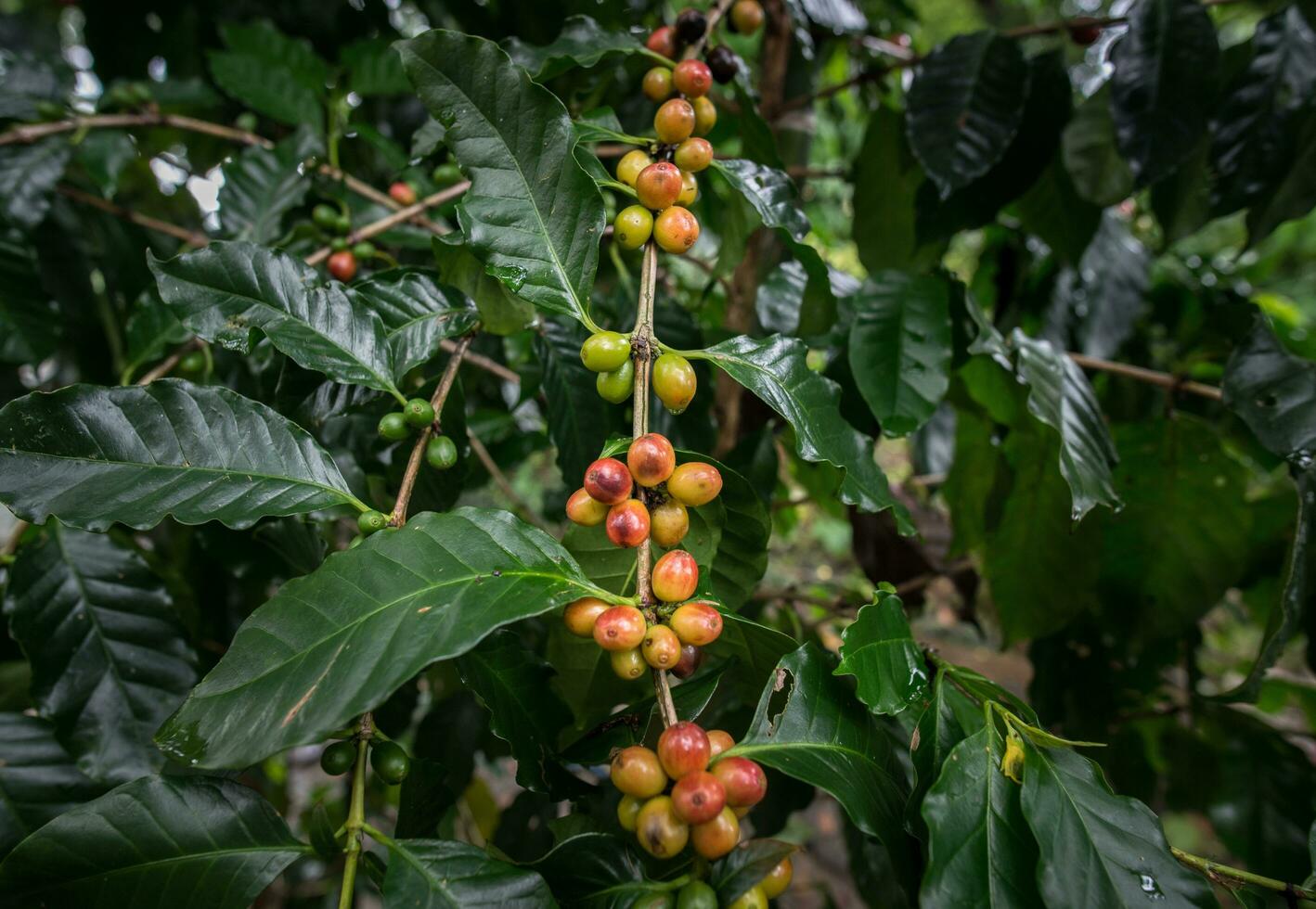 Coffea tree is a genus of flowering plants whose seeds, called coffee beans, are used to make various coffee beverages and products. photo
