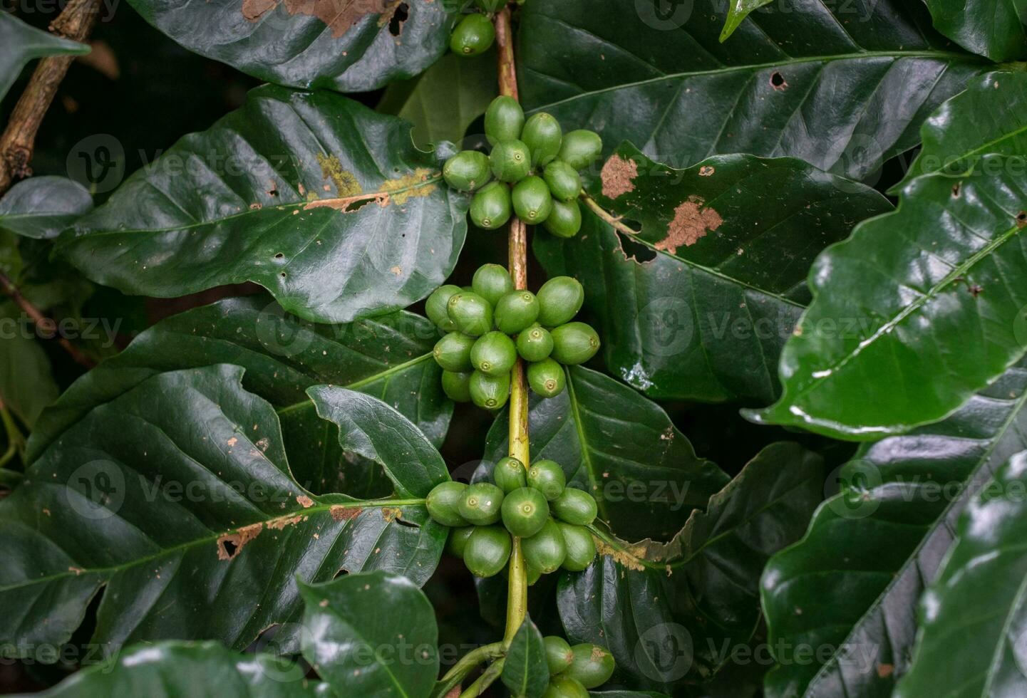 Coffea tree is a genus of flowering plants whose seeds, called coffee beans, are used to make various coffee beverages and products. photo