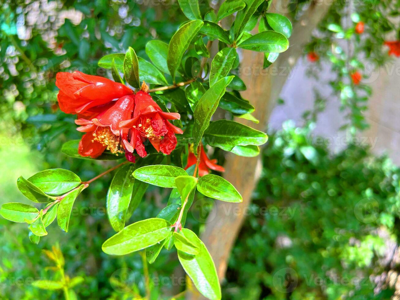 Pomegranate tree with flowers, Pomegranate background photo