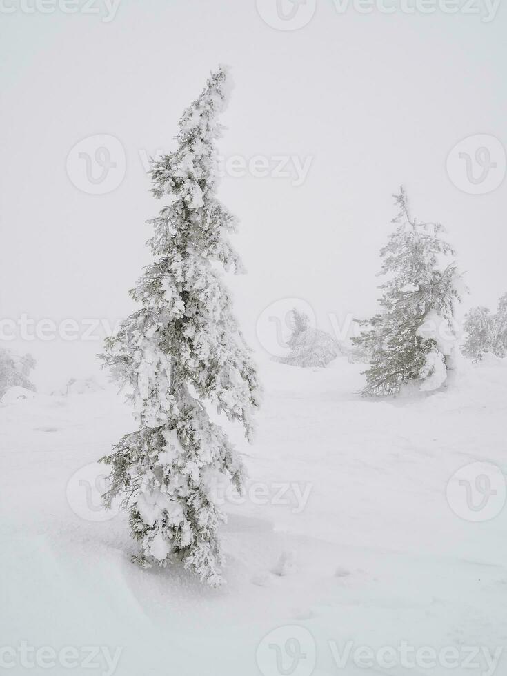 suave enfocar. mágico extraño siluetas de arboles son borracho con nieve. ártico duro naturaleza. un místico hada cuento de el invierno brumoso bosque. nieve cubierto Navidad abeto arboles en ladera de la montaña foto