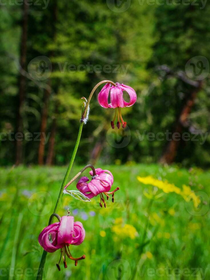 Lilium martagon on the background of bright green grass. Wild lily flower . photo