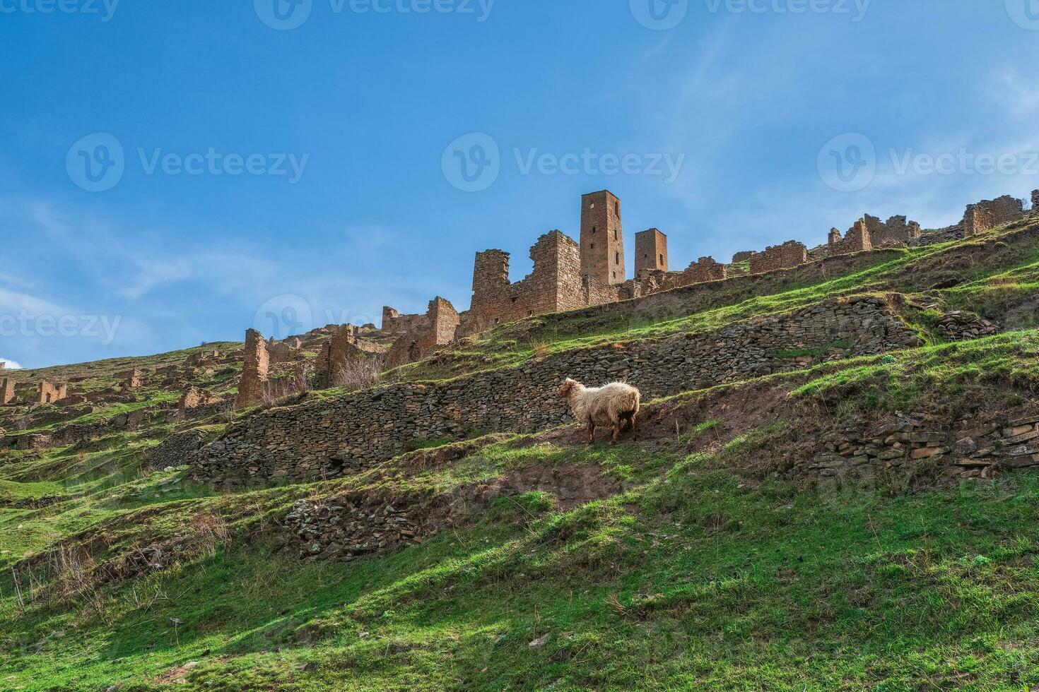 Lonely sheep on a mountainside against the background of an ancient city Goor and a mountain village in Dagestan. Russia. photo