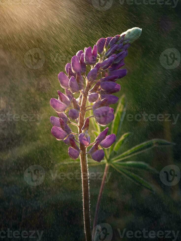 Lupin flower under the drops of summer rain, close up photo