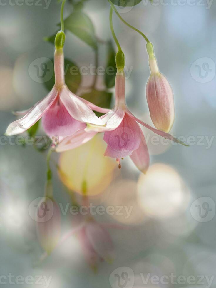 Beautiful bunch of a blooming pink and white fuchsia flowers over natural gray backdrop. Flower background photo