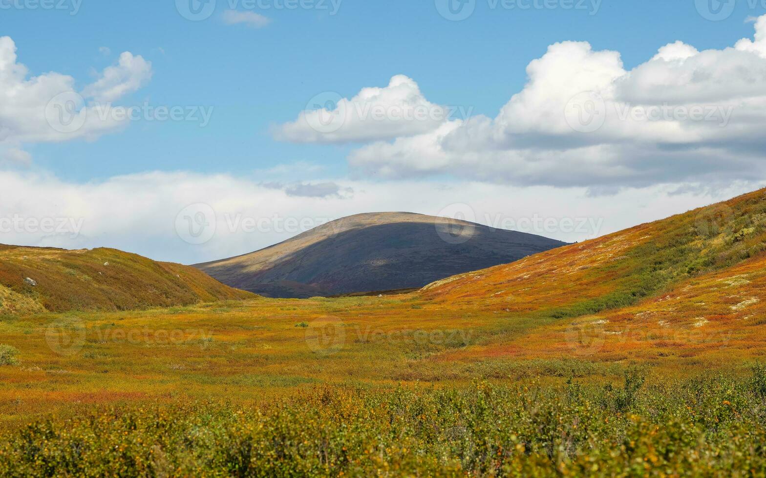 Panoramic colorful mountain landscape with a diagonally hillside in golden sunlight in autumn in pastel colors. Mountain plateau with a dwarf birch of the red color of the sunlit mountainside. photo