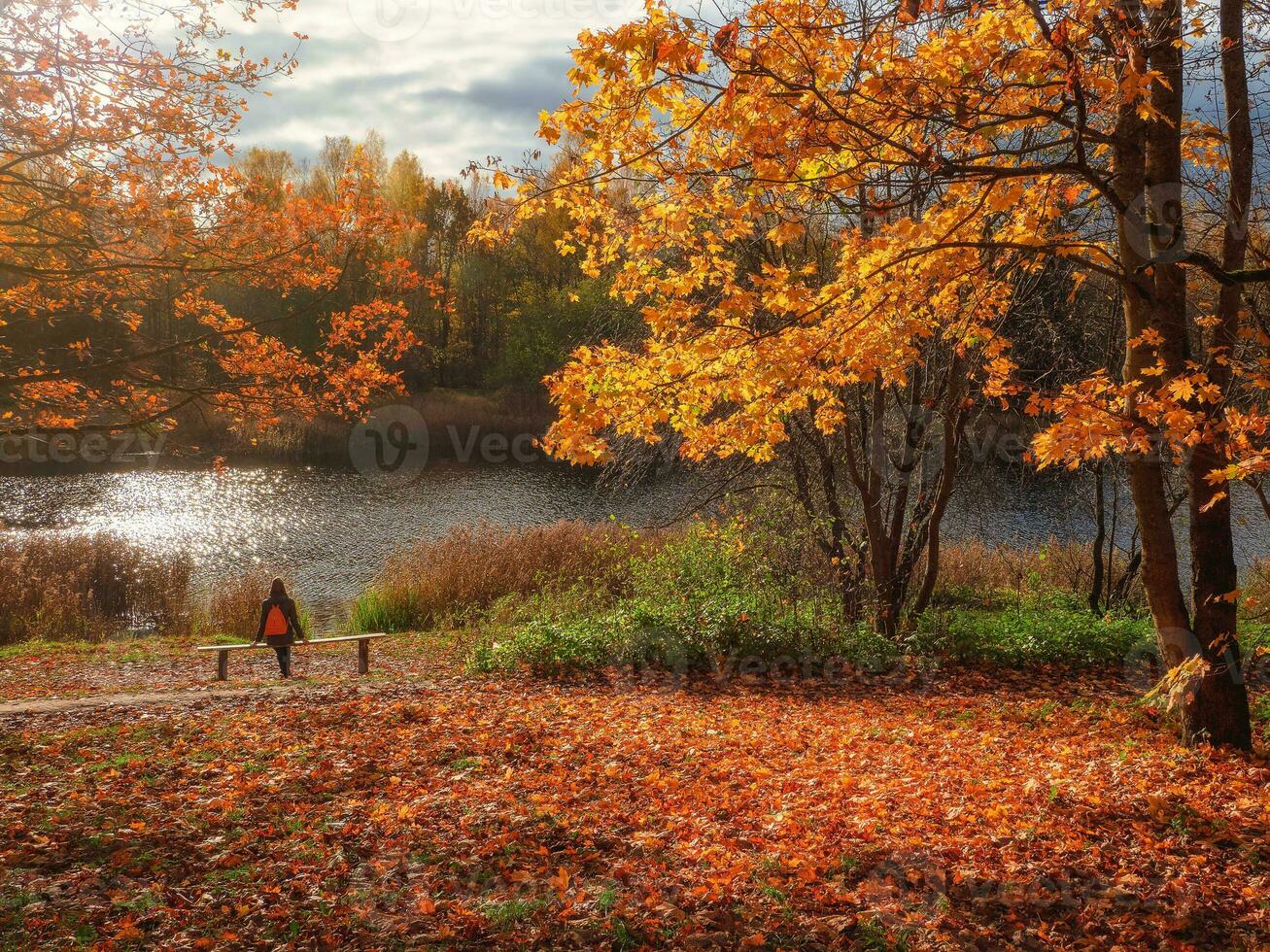 relajarse en un soleado otoño parque. amarillo arce árbol y un banco con un silueta de un descansando personas en un brillante natural soleado otoño día. foto