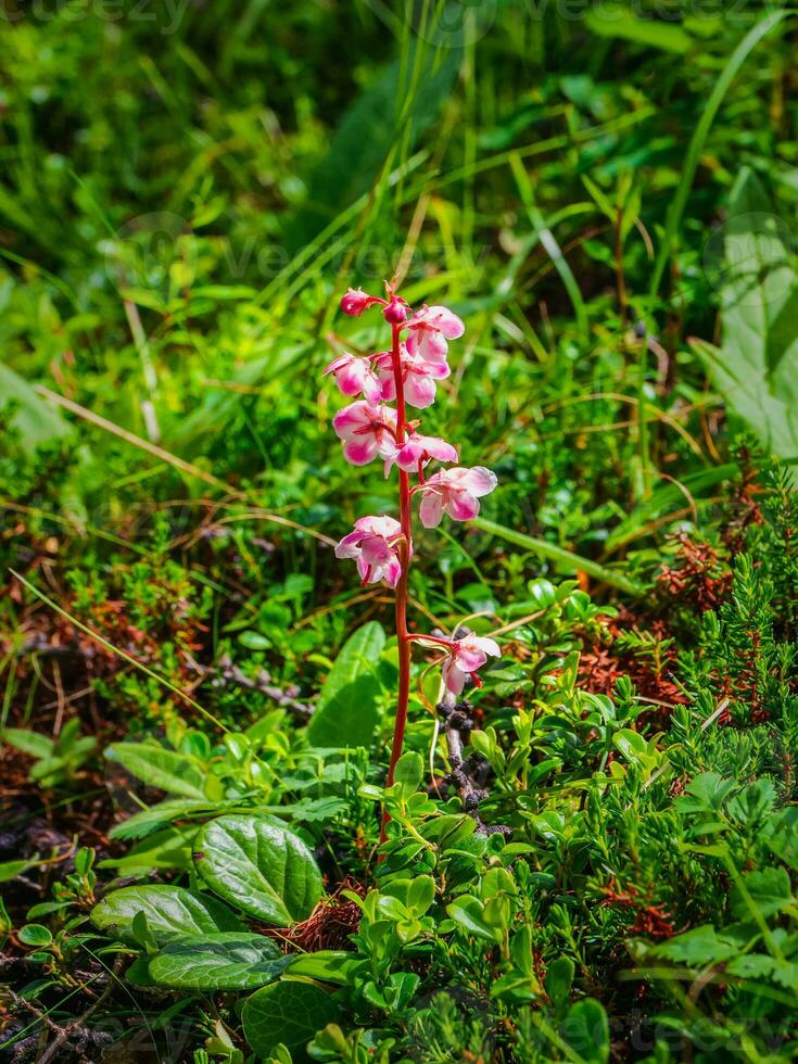 Delicate flowers on a pink wintergreen plant Pyrola asarifolia. Flora of the Altai Mountains. photo