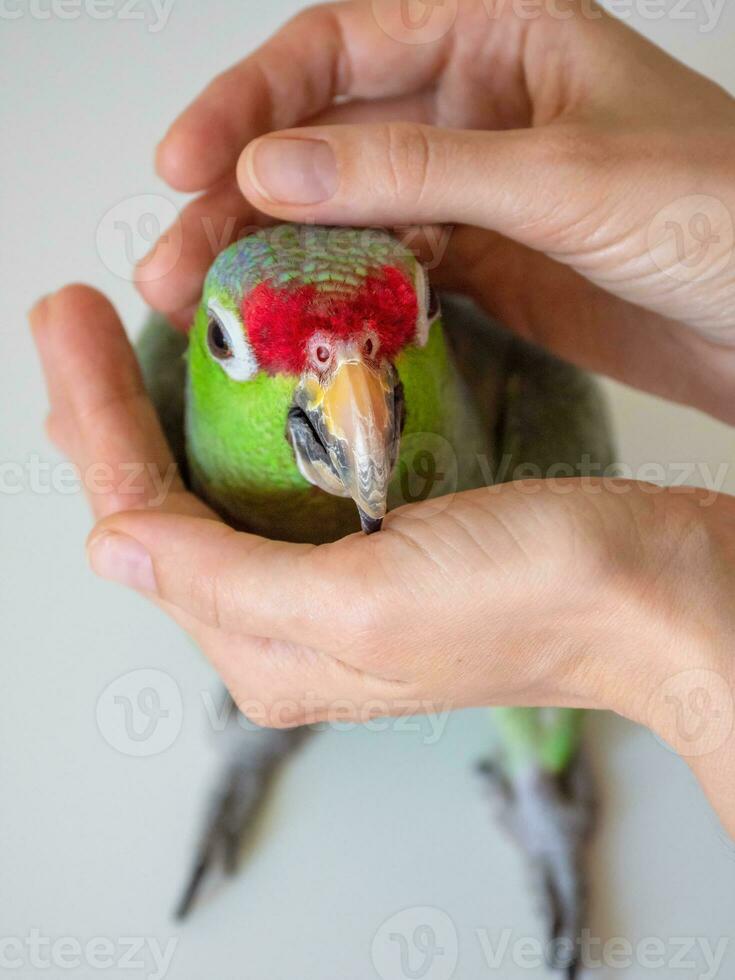 A large green Amazon parrot in a gentle embrace. Rehabilitation of birds, love for parrots. photo