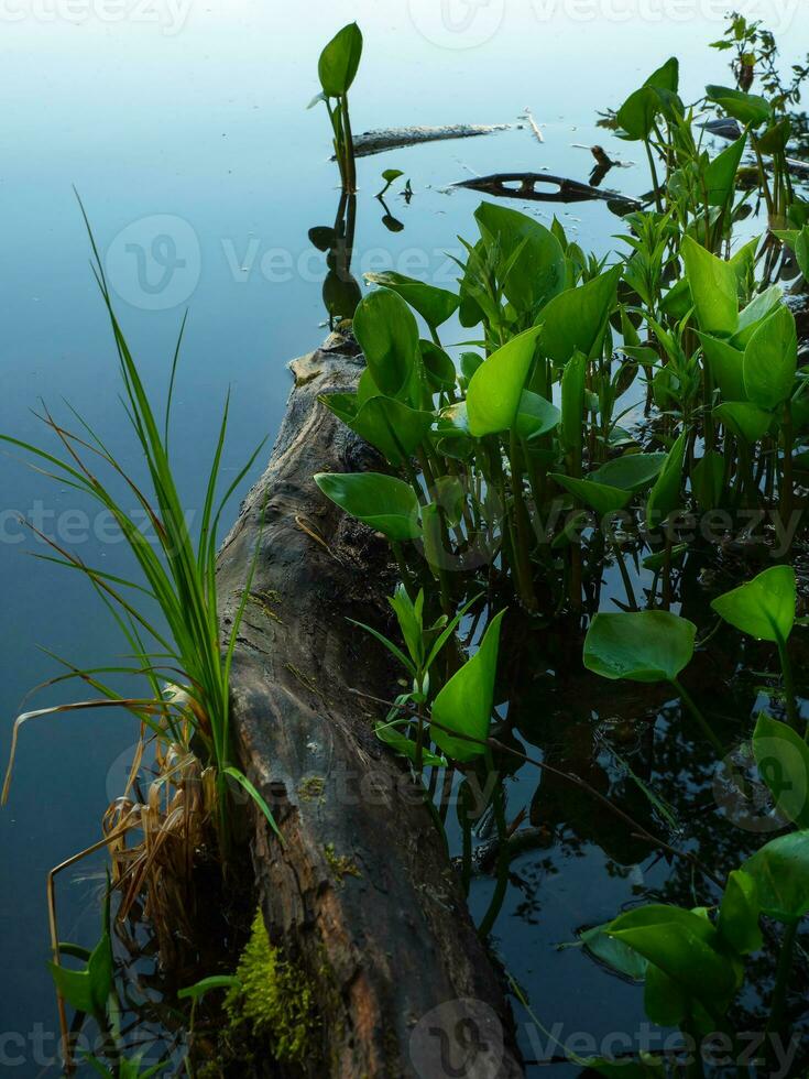 caído árbol y verde vegetación en el pantano. profundo agua bosque con verde floración plantas. foto