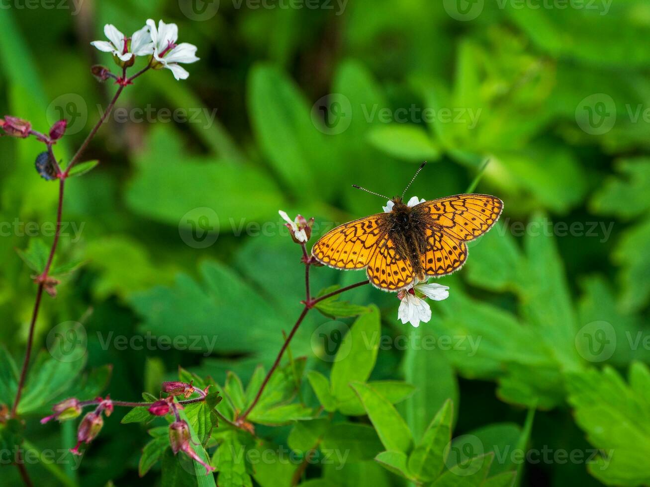 Bright natural background with a butterfly. Selective focus shot of a Mother-of-pearl Boloria eunomia butterfly on a green plant. Forests of the Altai Mountains. photo