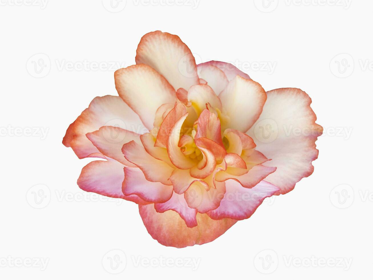 Beautiful pink begonia flower isolate on a white background photo