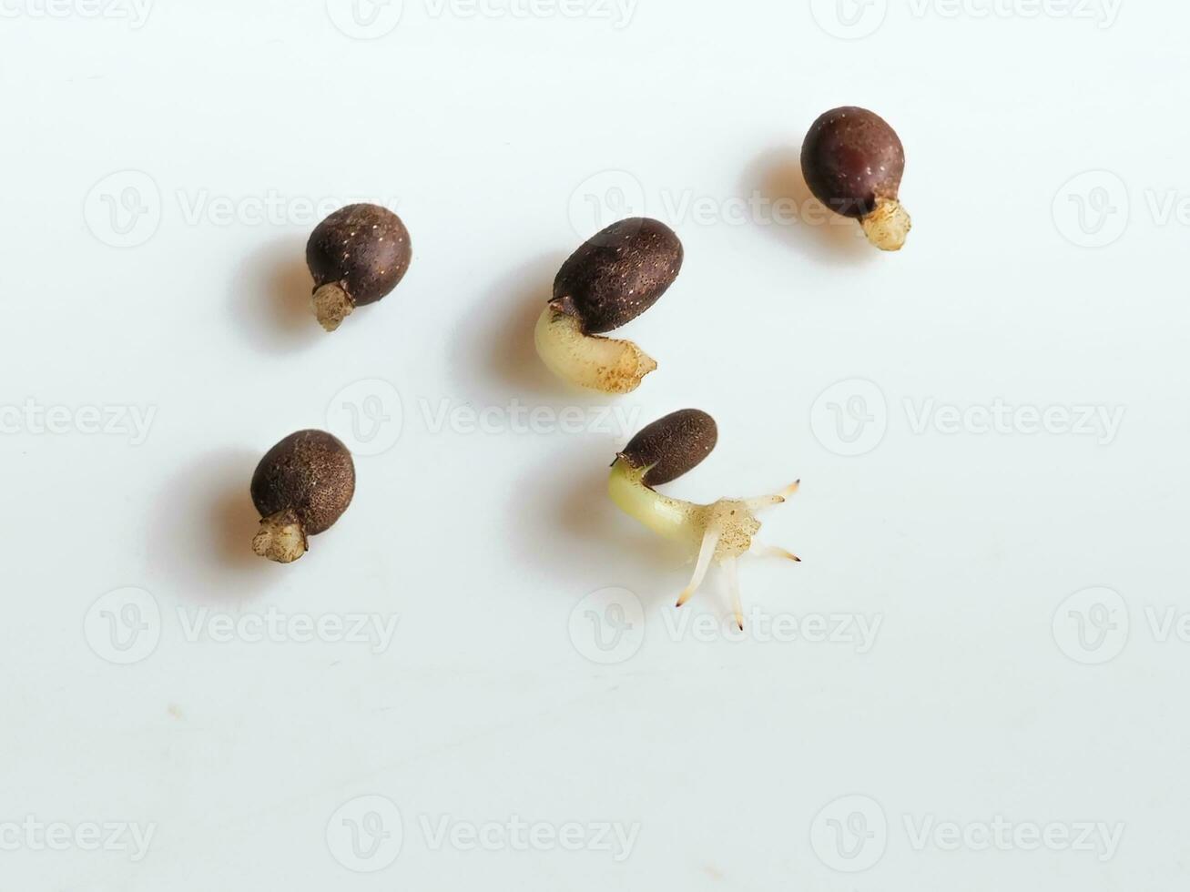 Seeds germinate on a white surface photo