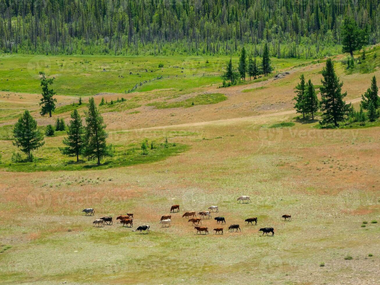 Beautiful scenery with calves and cows grazing in meadow in mountain countryside. Mountain pasture with calf and cows. Group of cows in the distance on a ranch. photo