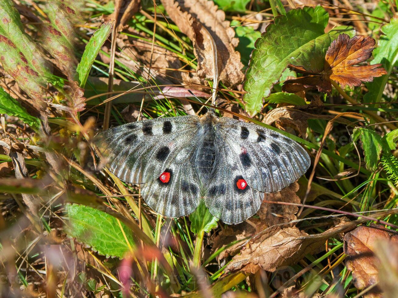 Rare subspecies Apollo butterfly hiding in the autumn brown grass in the highlands. Rare butterfly from Altai. Siberia photo