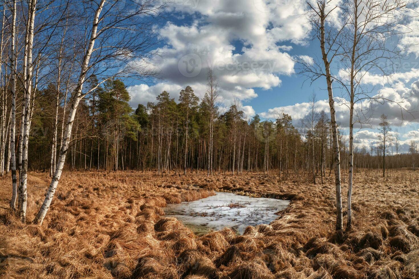 Panoramic spring landscape with birch trees and a large frozen puddle in the swamp photo