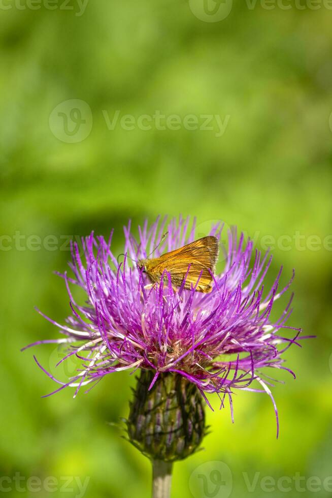 Fathead butterfly on a Thistle flower. Bright natural background with a butterfly on a flower photo