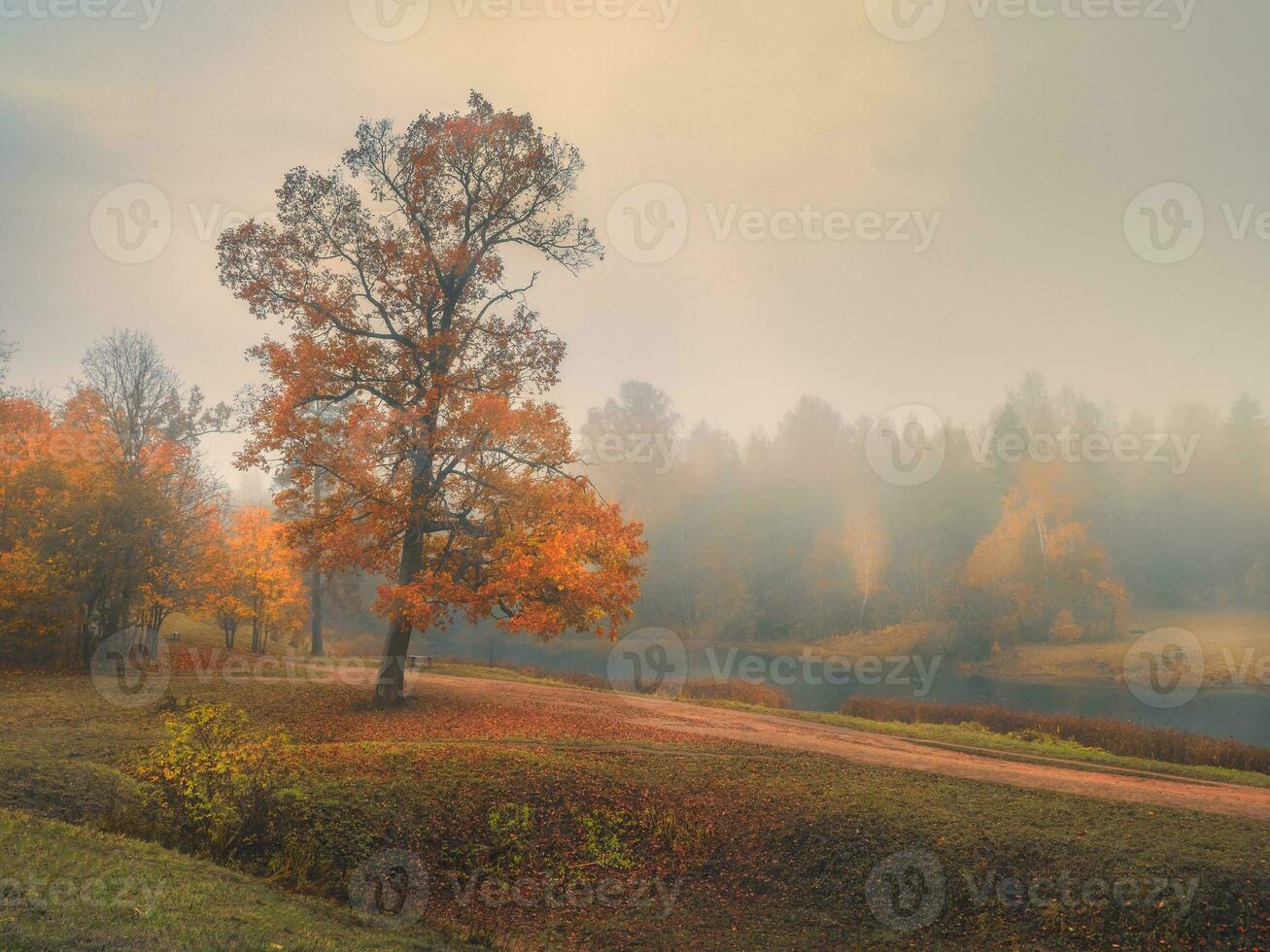 hermosa otoño brumoso paisaje con rojo arboles en un colina. foto