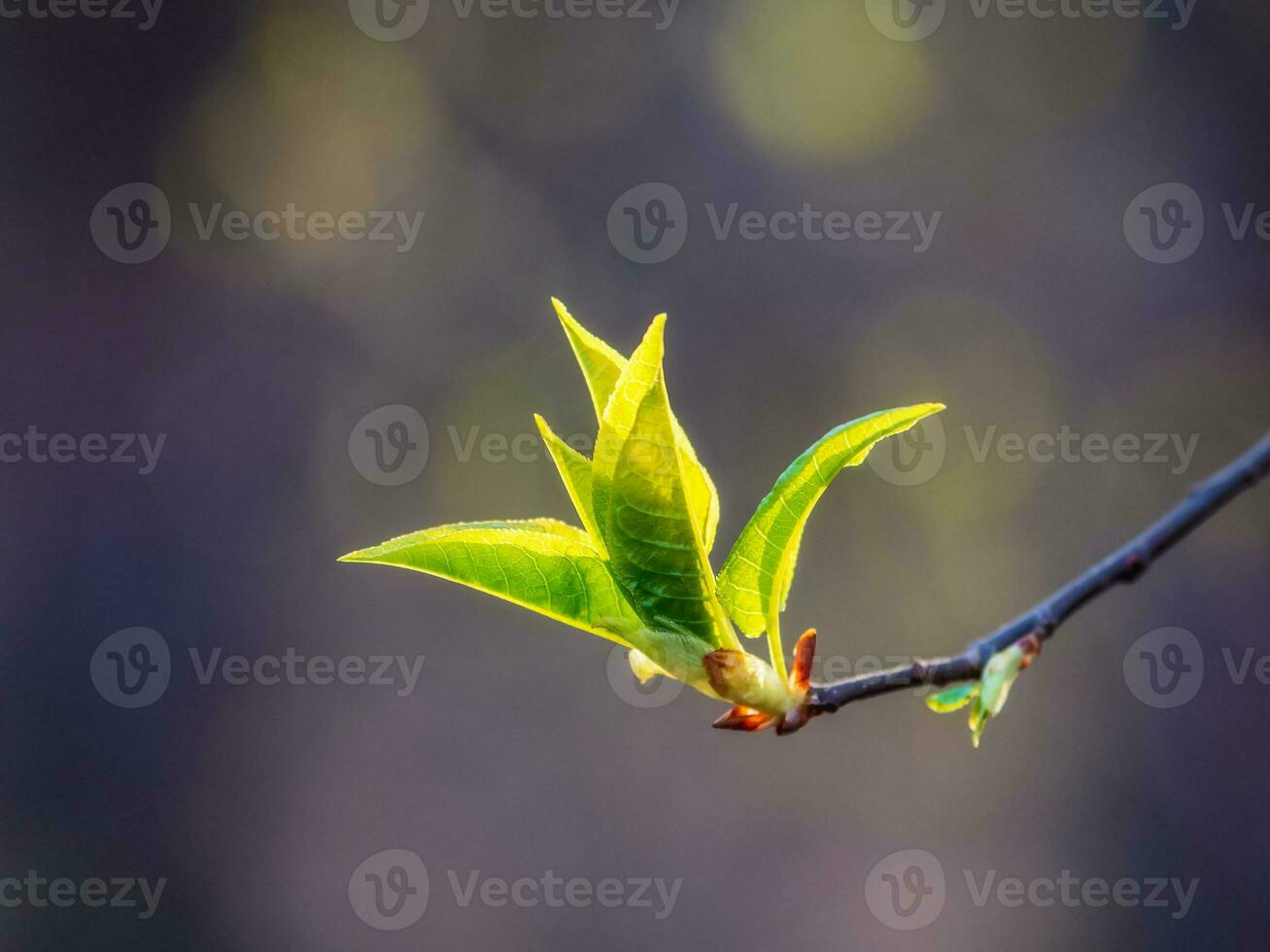 un brote floreciente en primavera en un púrpura natural antecedentes. foto