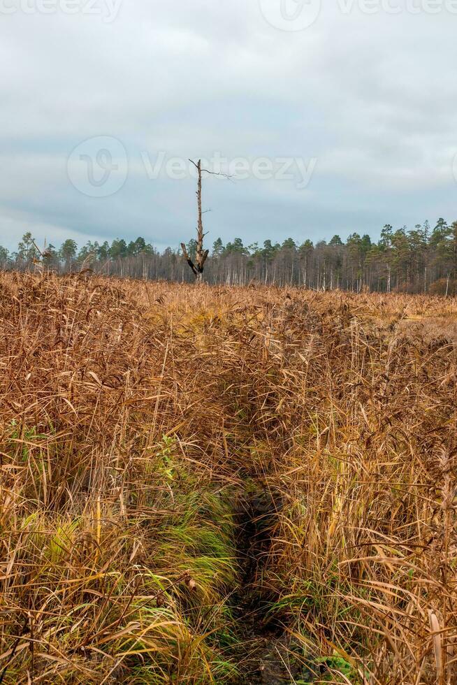 A path through the yellow grass to a lone tree burned by lightning. Swamp in the North in autumn photo