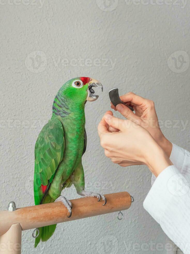A veterinarian sharpens the beak of a large green parrot. Manicure for a big parrot. Professional veterinary care for parrots and domestic birds. photo