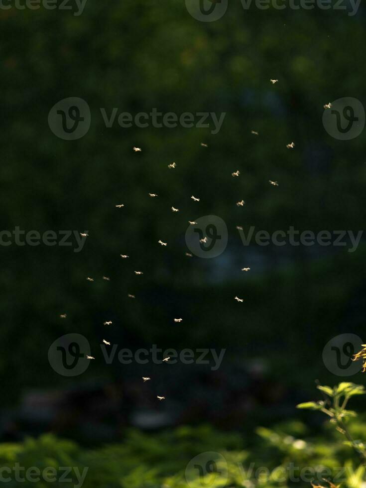 mosquitos enjambre a puesta de sol en el bosque foto