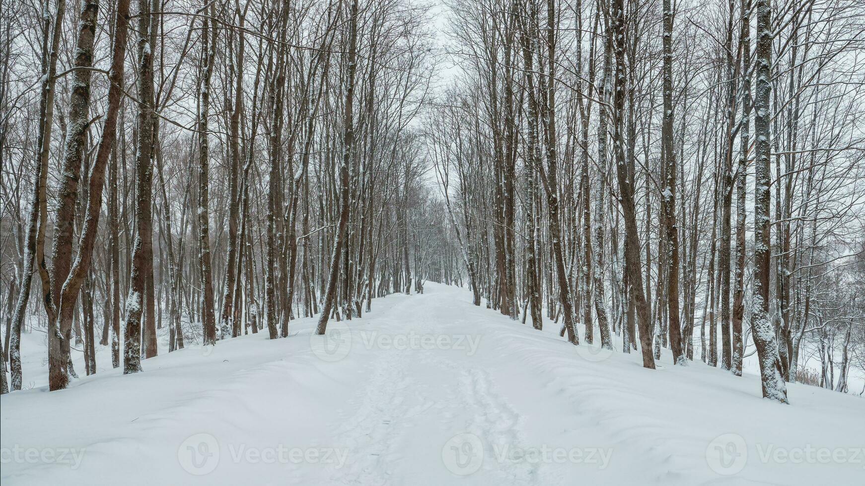 Panoramic view of empty alley in a snow-covered winter forest. Winter natural background. photo