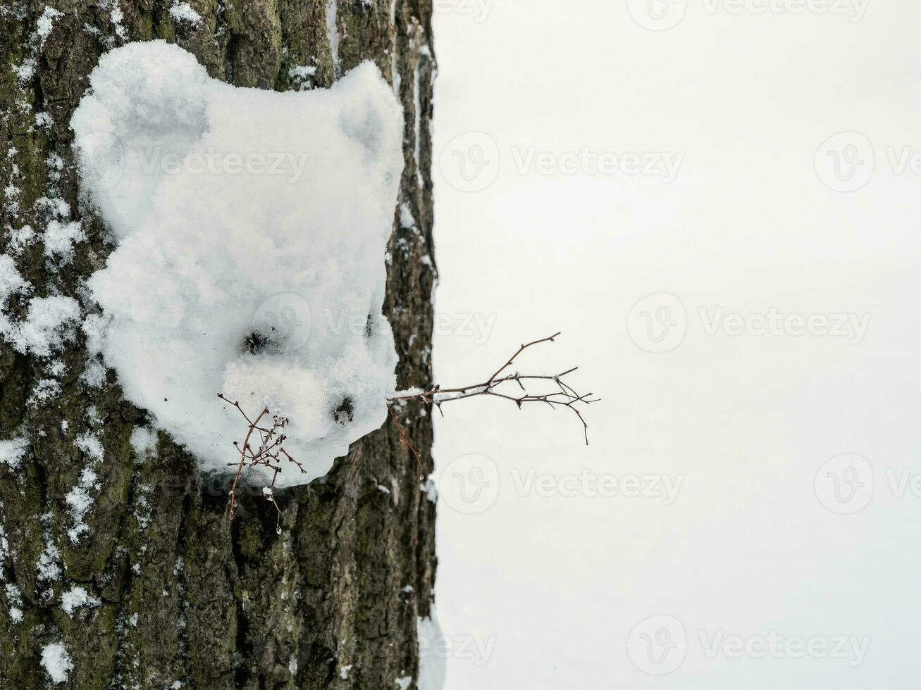 Winter fun a snowtiger on a tree. photo