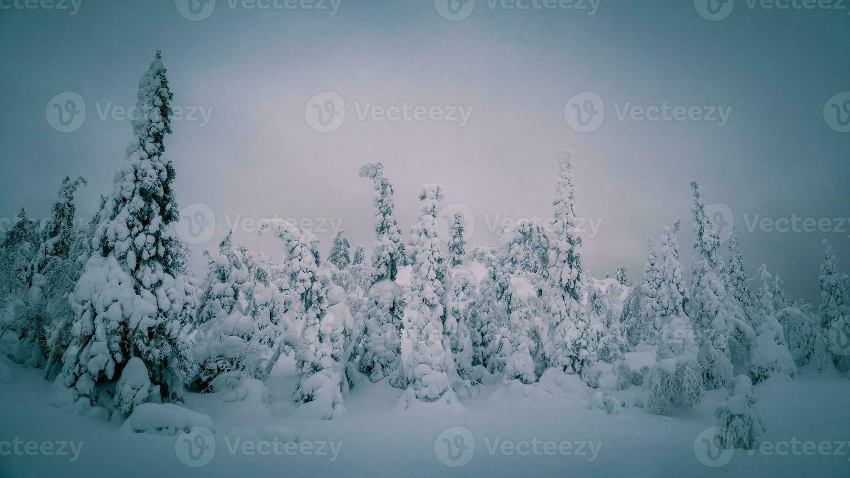 Panoramic winter northern background with night trees plastered with snow against a dark dramatic sky. Arctic harsh nature. Mystical fairy tale of the winter misty forest. photo