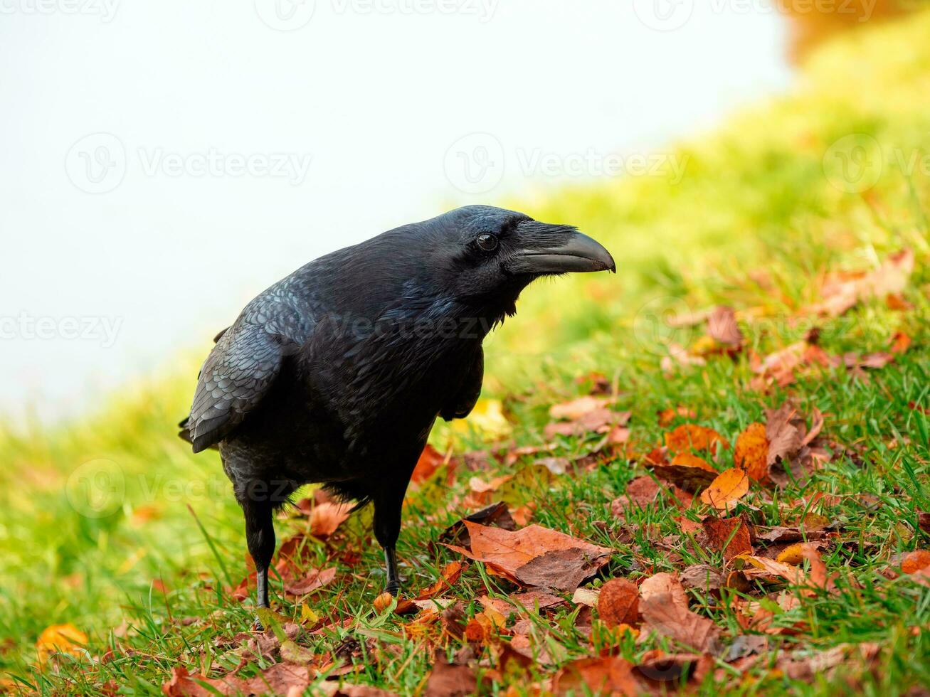 Curious big black raven posing in an autumn meadow, portrait of a black raven. photo