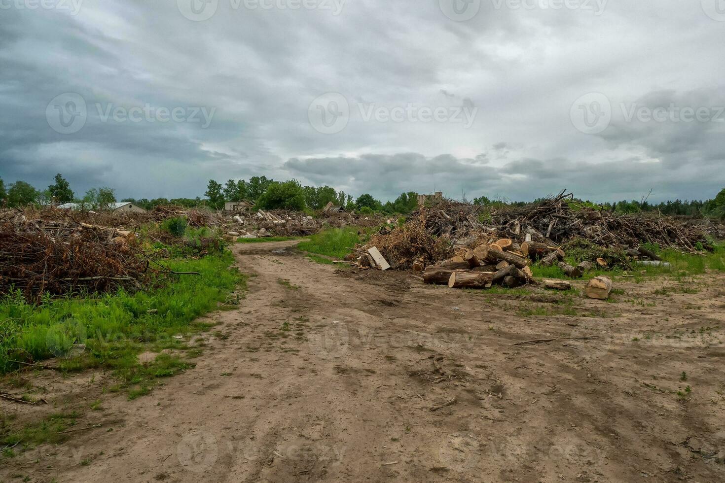 Pile of pine logs in a sawmill for further processing. An area with scattered felled trees photo