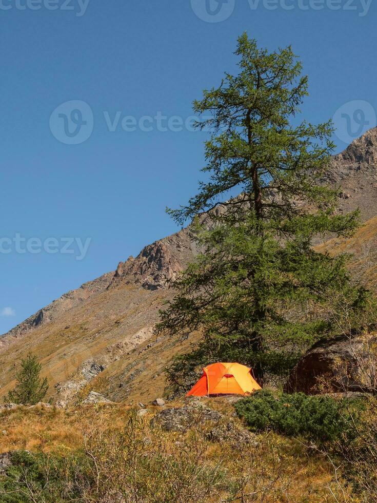 Awesome autumn camping in top of mountain. Lonely orange tent on a mountain slope by a large larch tree.Tourism concept adventure voyage outdoor. Vertical view. photo