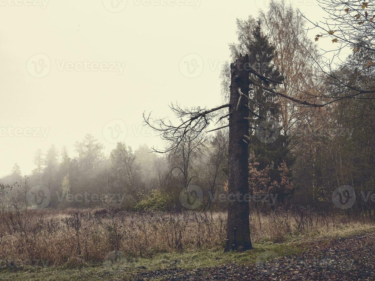 A mystical autumn landscape with a broken pine tree. photo