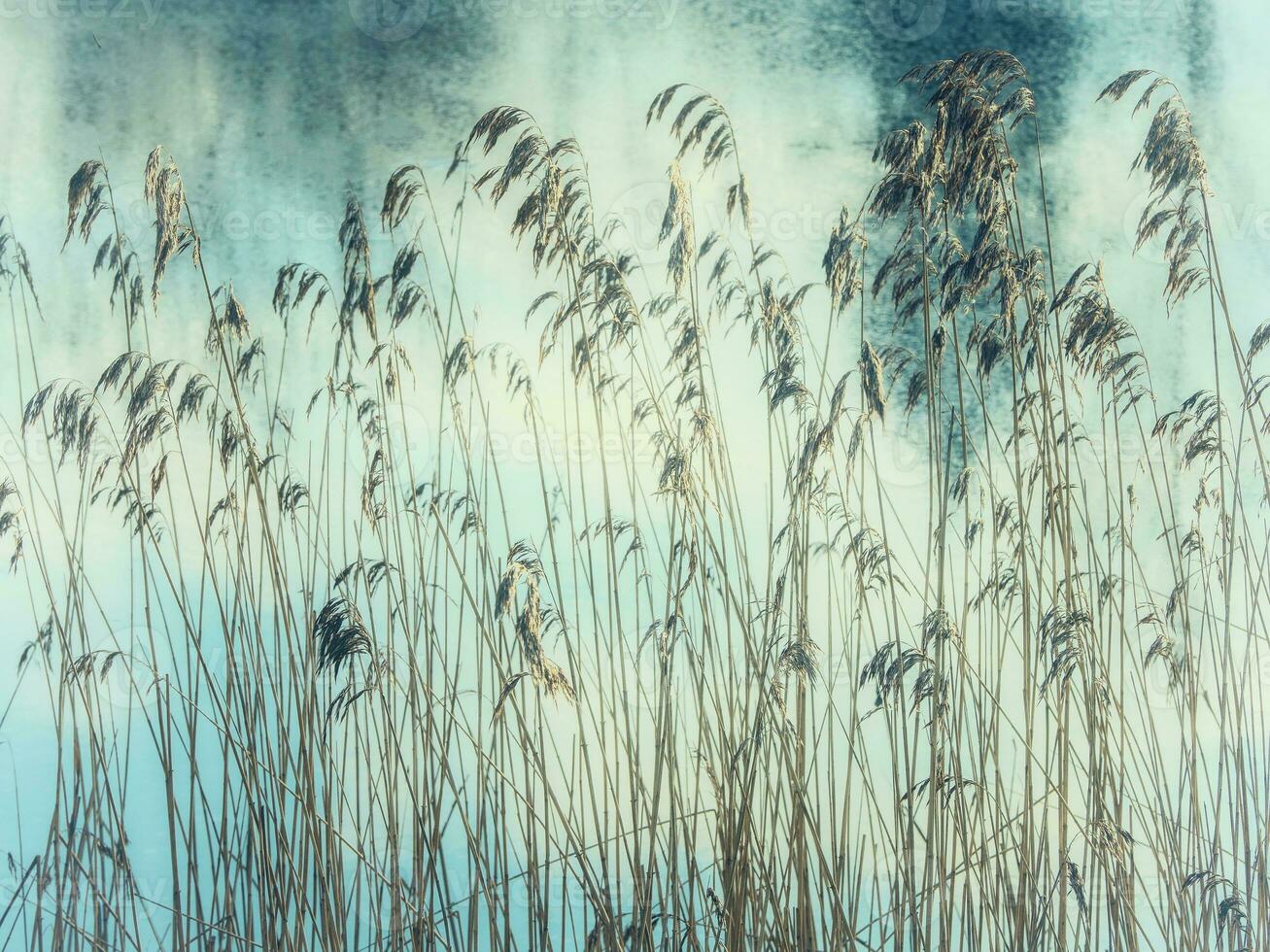 Colored natural background with coastal grass near the water. Toning photo
