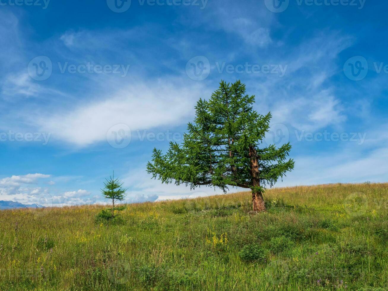 Bizarre lonely cedar tree against the background of snow-capped mountains. Atmospheric green landscape with tree in mountains. photo