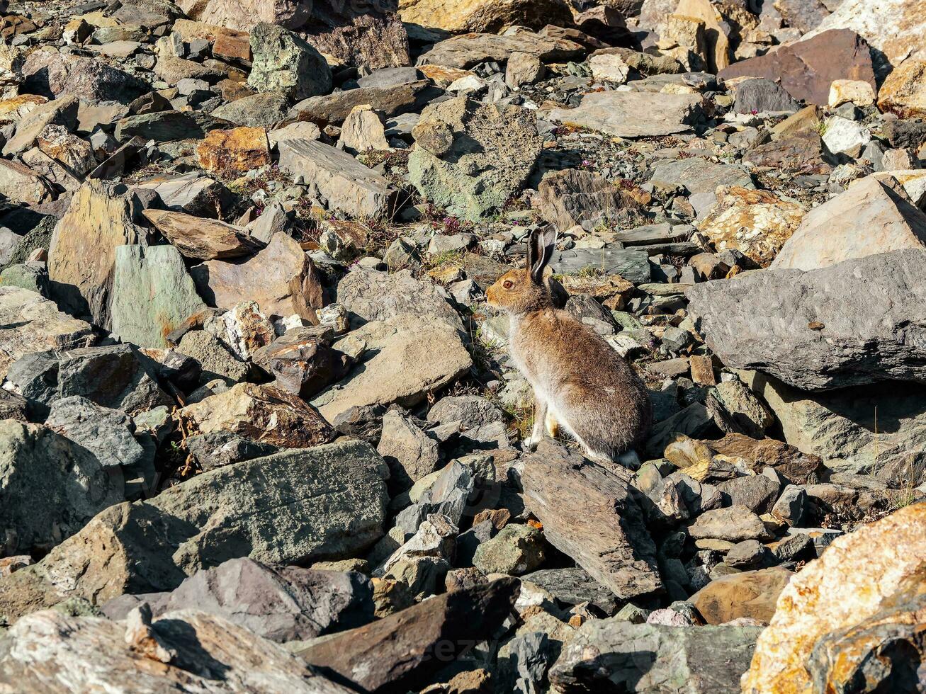 Mountain Hare. Well-fed brown hare sits on rocks in the wild. Mountain Hare Lepus Timidus in the natural habitat. Wild nature. photo