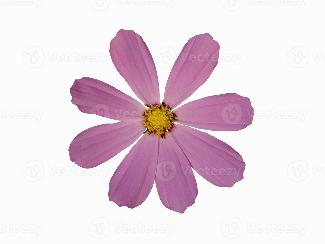 Violet Cosmea flower isolated on white background. Beautiful still life
