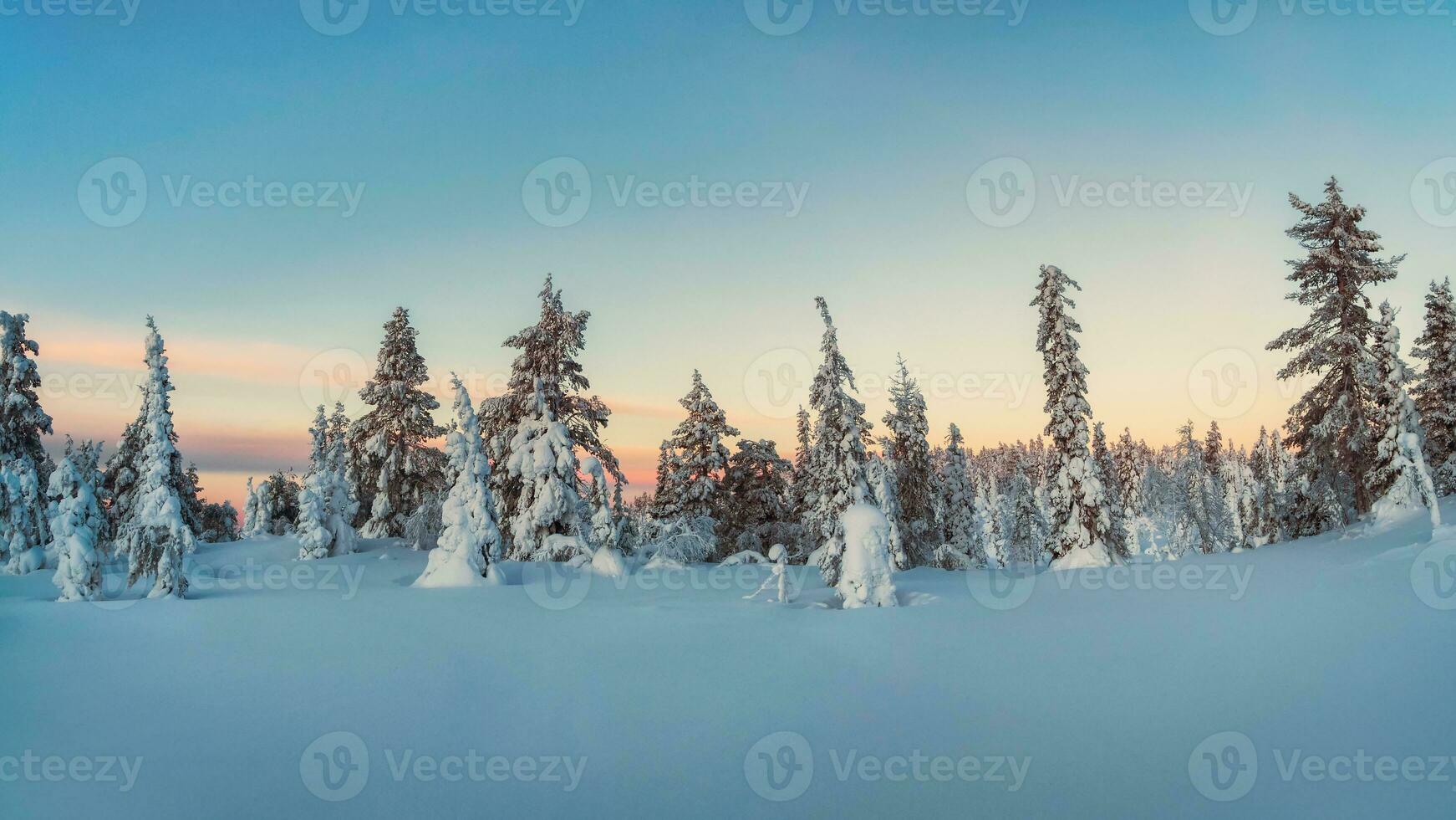 Beautiful frosty winter morning in a polar wood plastered with snow. Snow covered Christmas fir trees on mountainside. Arctic harsh nature. Sunrise over the polar hill. photo
