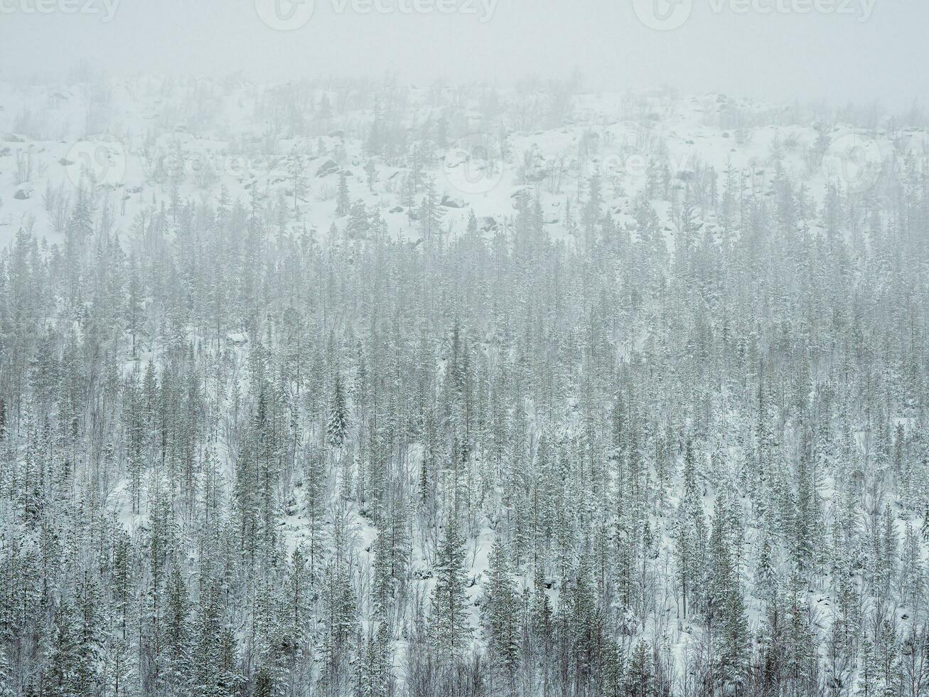 Toxic winter forest on a hill near the metallurgical plant in Monchegorsk in Russia photo