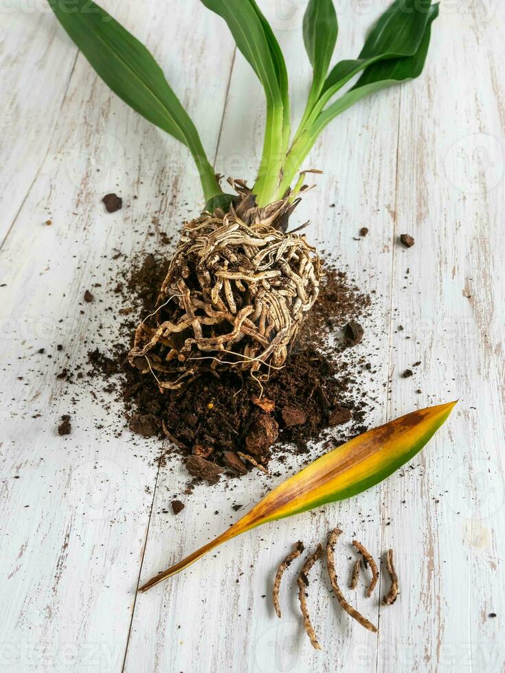 Flat lay of yellow leaf and diseases of orchid roots, breeding Cambria orchids. Care of roots of houseplant. Cutting roots. Home floriculture, plant care concept. Vertical view. photo