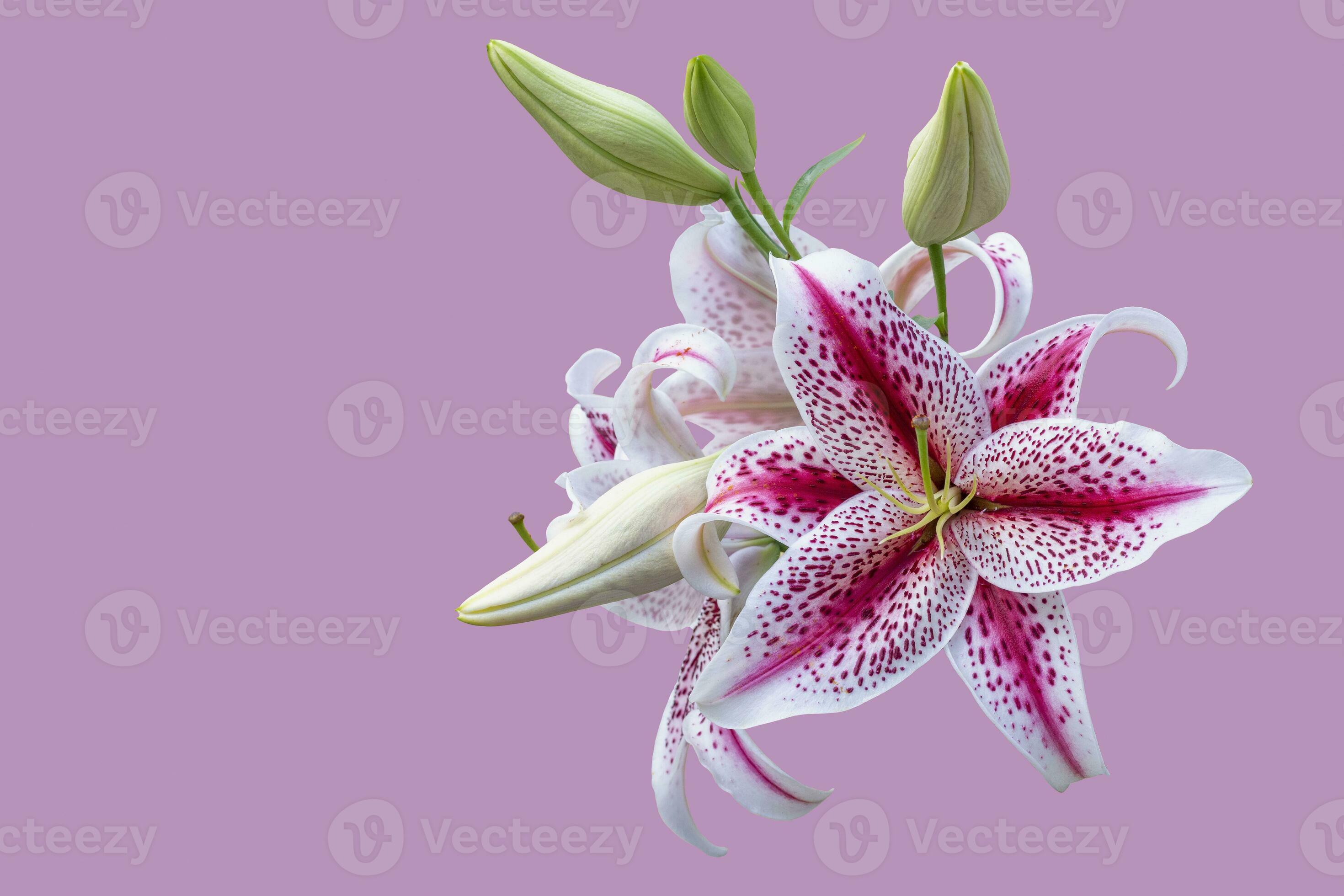 Delicate white tiger Lily isolated on pink background. Beautiful still