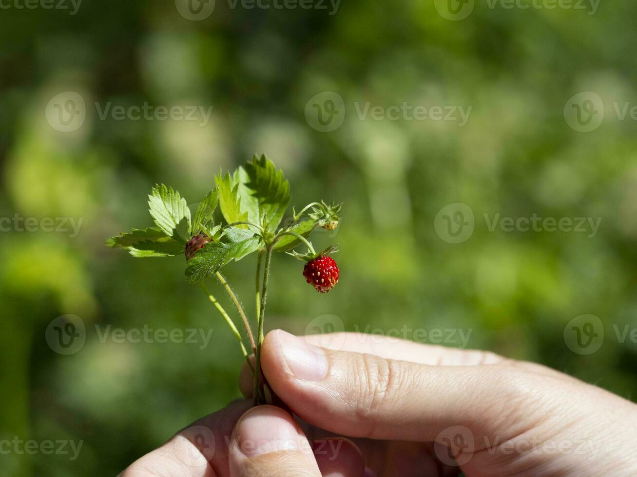 Male hands holding a bunch of ripe berries of wild red strawberries. Sweet organic gifts of nature photo