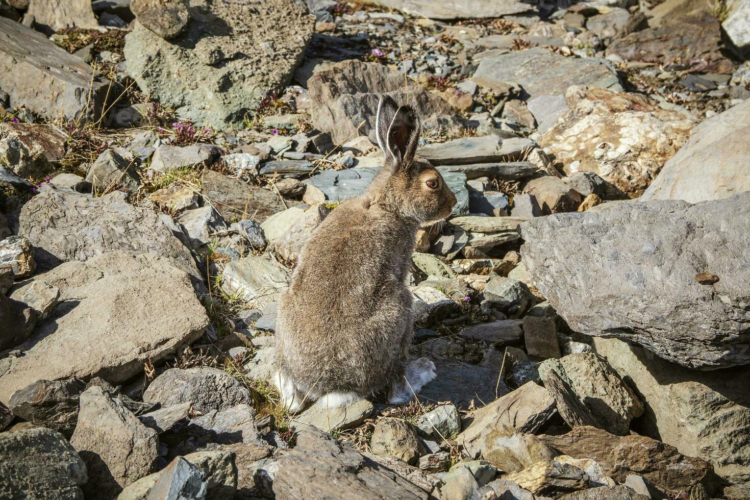 Well-fed brown hare sits on rocks in the wild. Mountain Hare in the natural habitat. Wild hare. photo