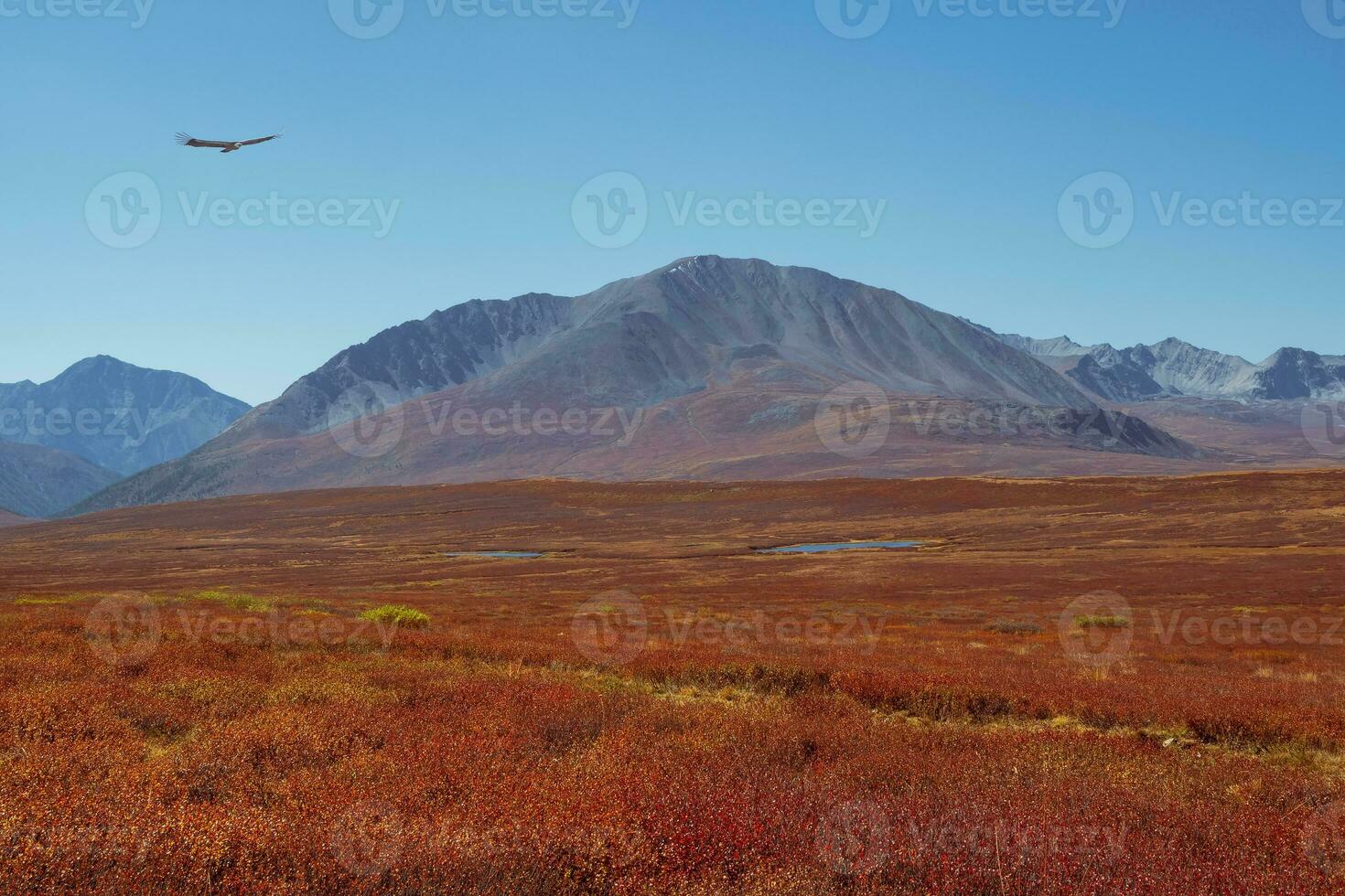 Bright red autumn mountain valley. Harsh mountain nature with sparse vegetation. Remote mountain area. Minimalistic landscape with Altai Mountains. photo