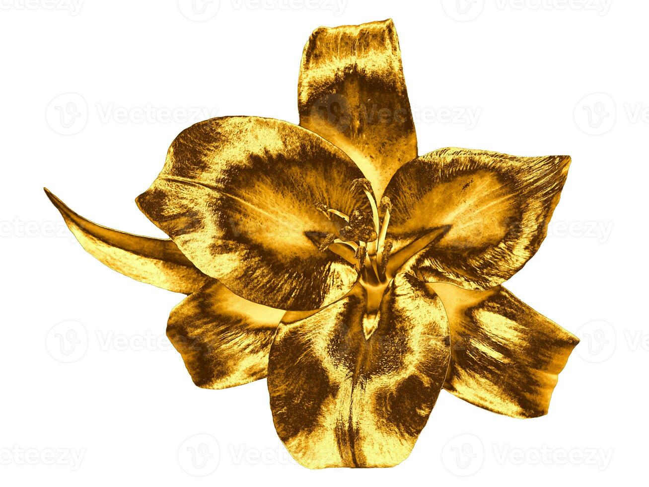 Gold Lily flower isolated on white background photo