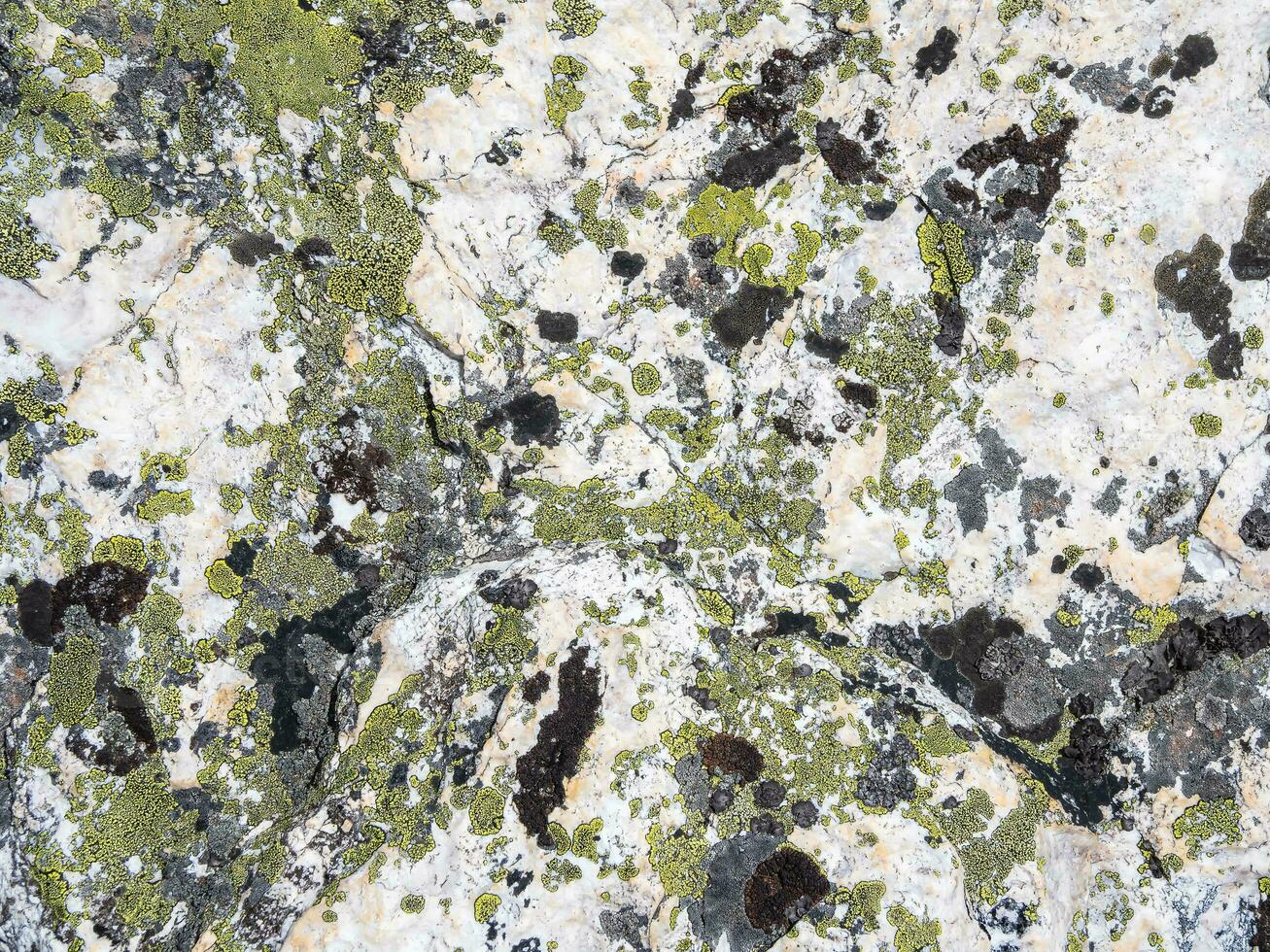 Motley texture of a lichen on a stone in close-up. Multicolor rough stone in sunlight. Natural texture with copy space. Amazing mineral. Piece of rock. photo